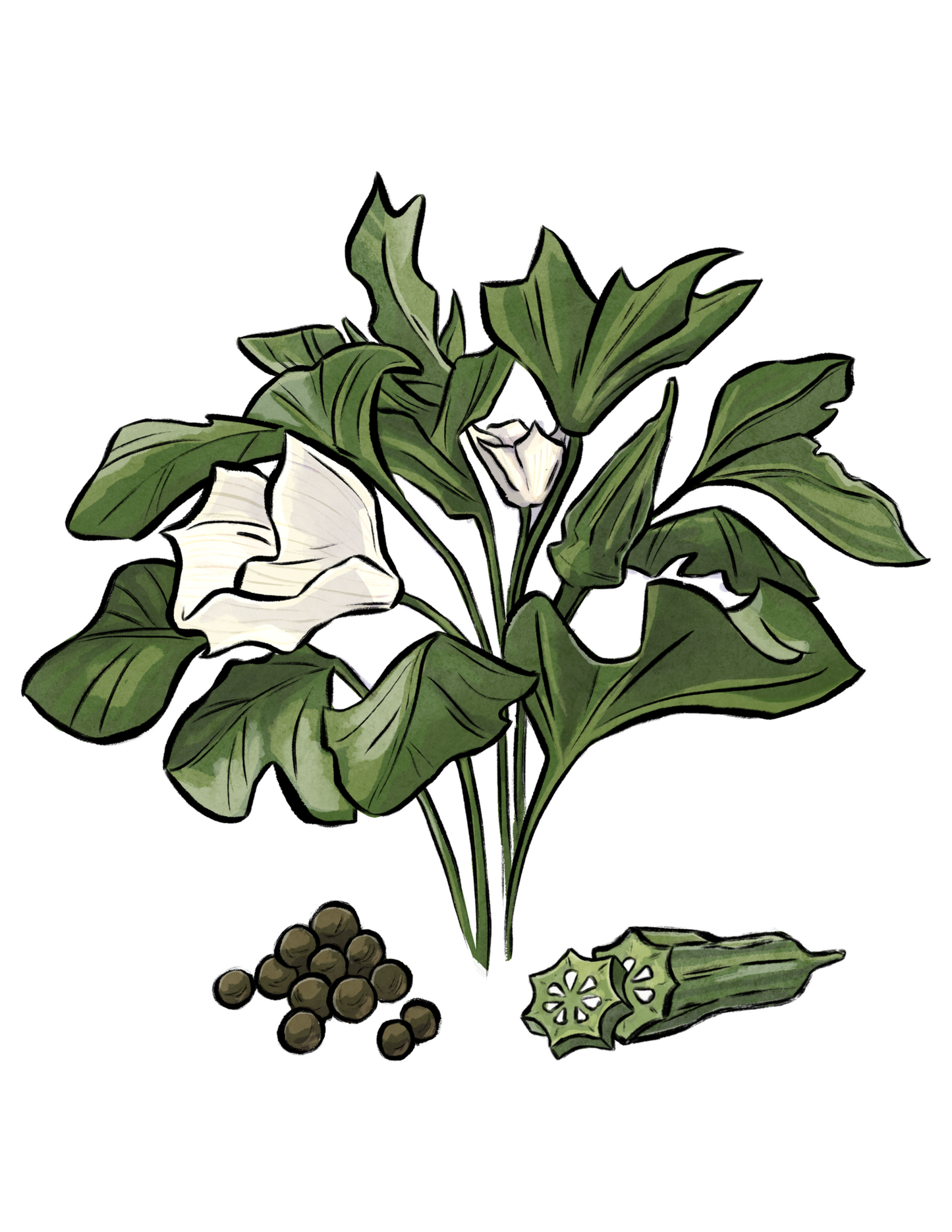 Okra Plant Profile (Digital)