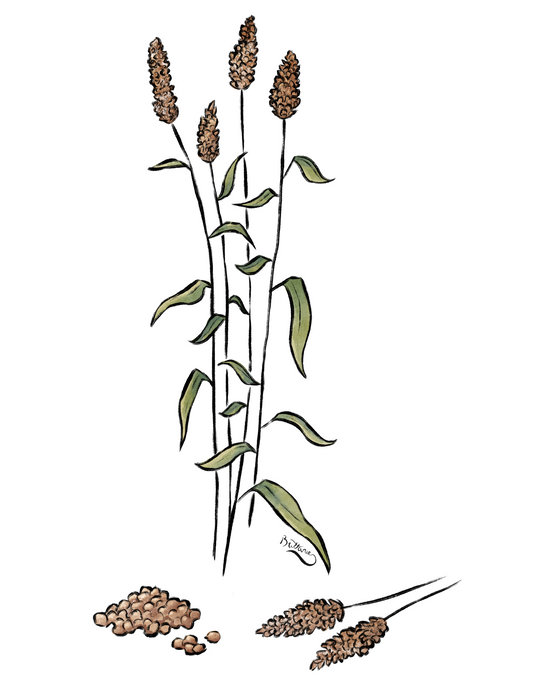 Sorghum Plant Profile (Digital)