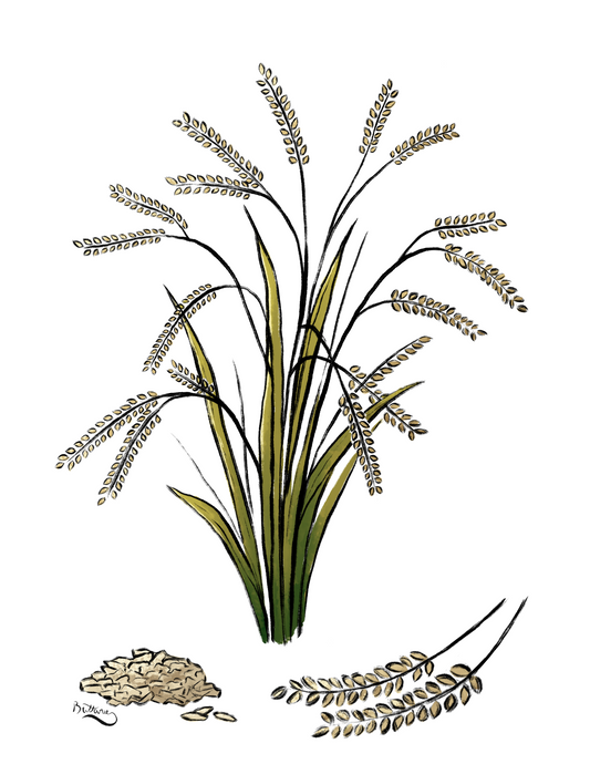 Rice Plant Profile (Digital)