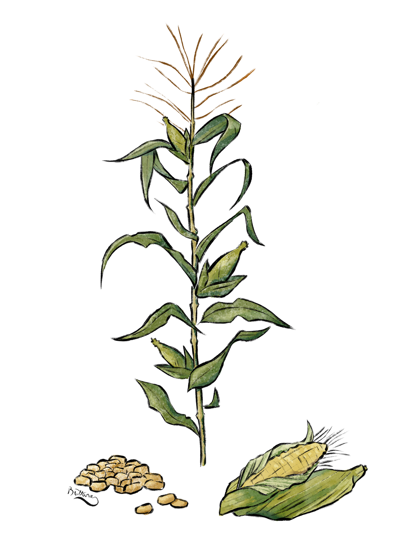 Corn/Maize Plant Profile (Digital)
