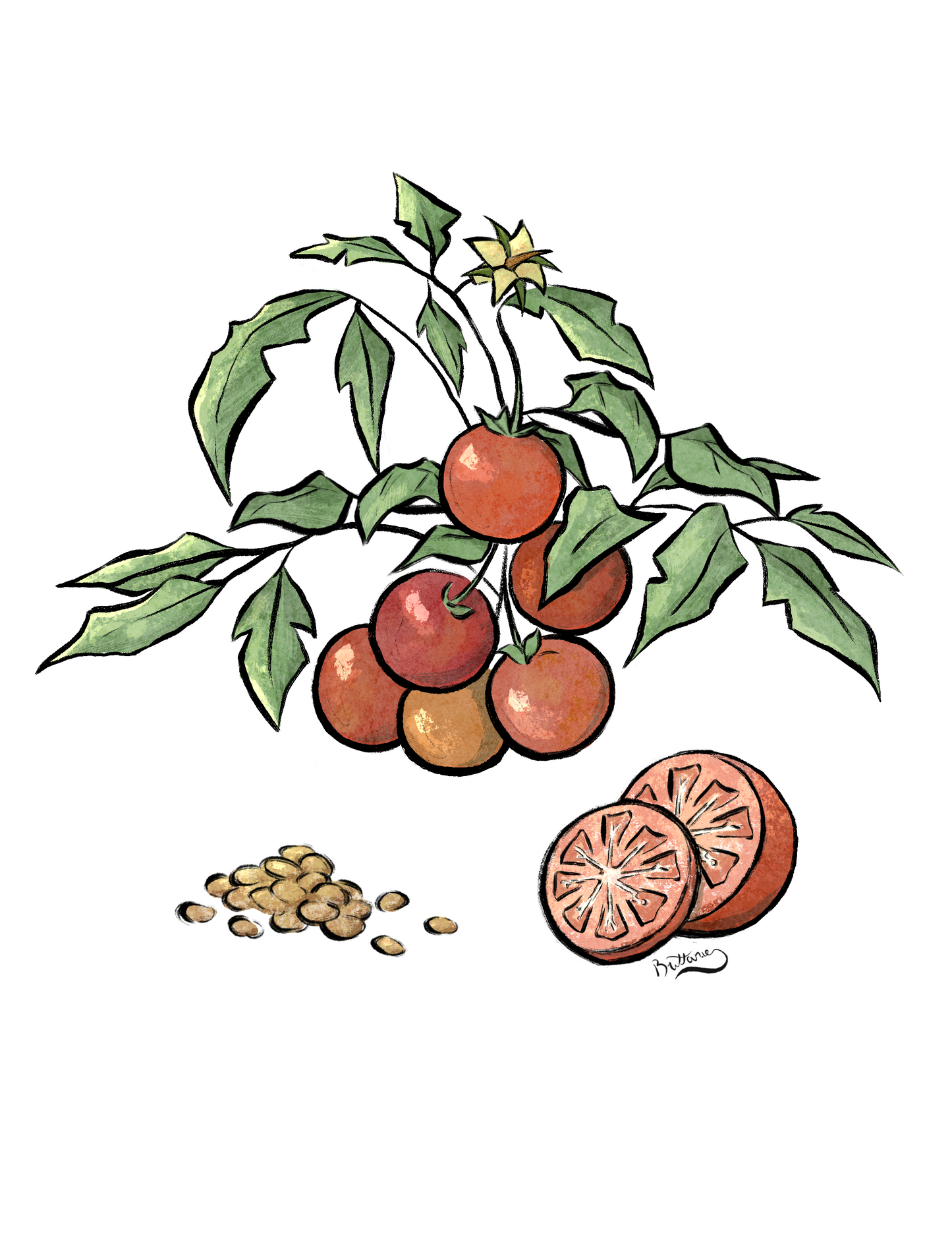 Tomato Plant Profile (Digital)