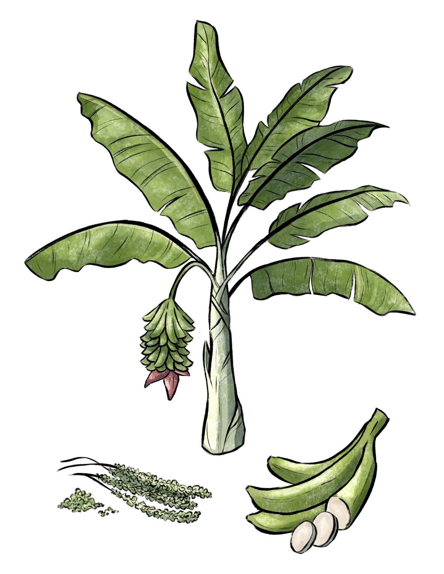 Bananas & Plantain Plant Profile (Digital)