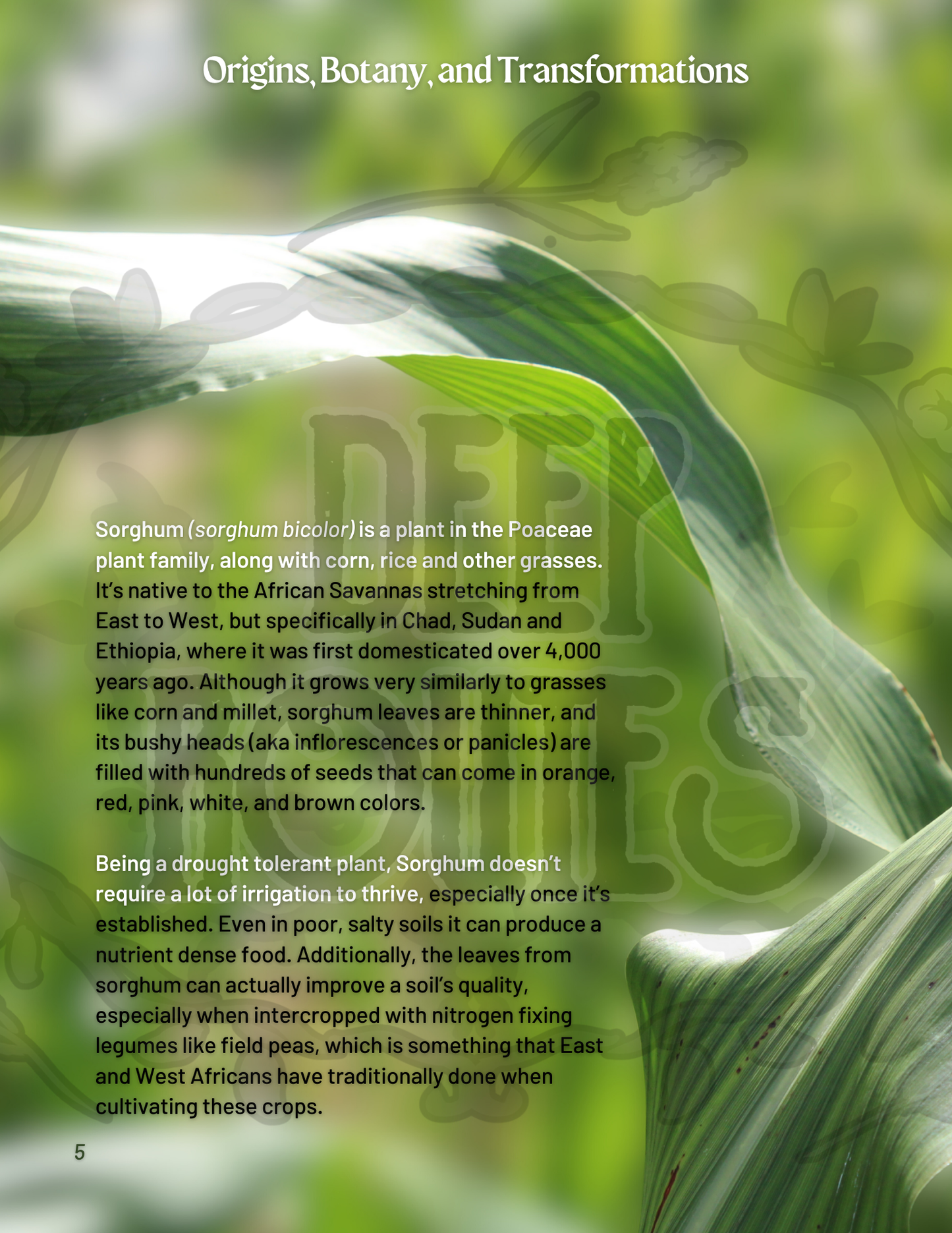 For the Love of Grains: A Guide to the Foodways of Sorghum & Rice