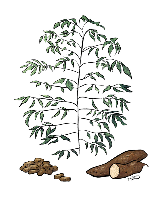 Cassava Plant Profile (Digital)